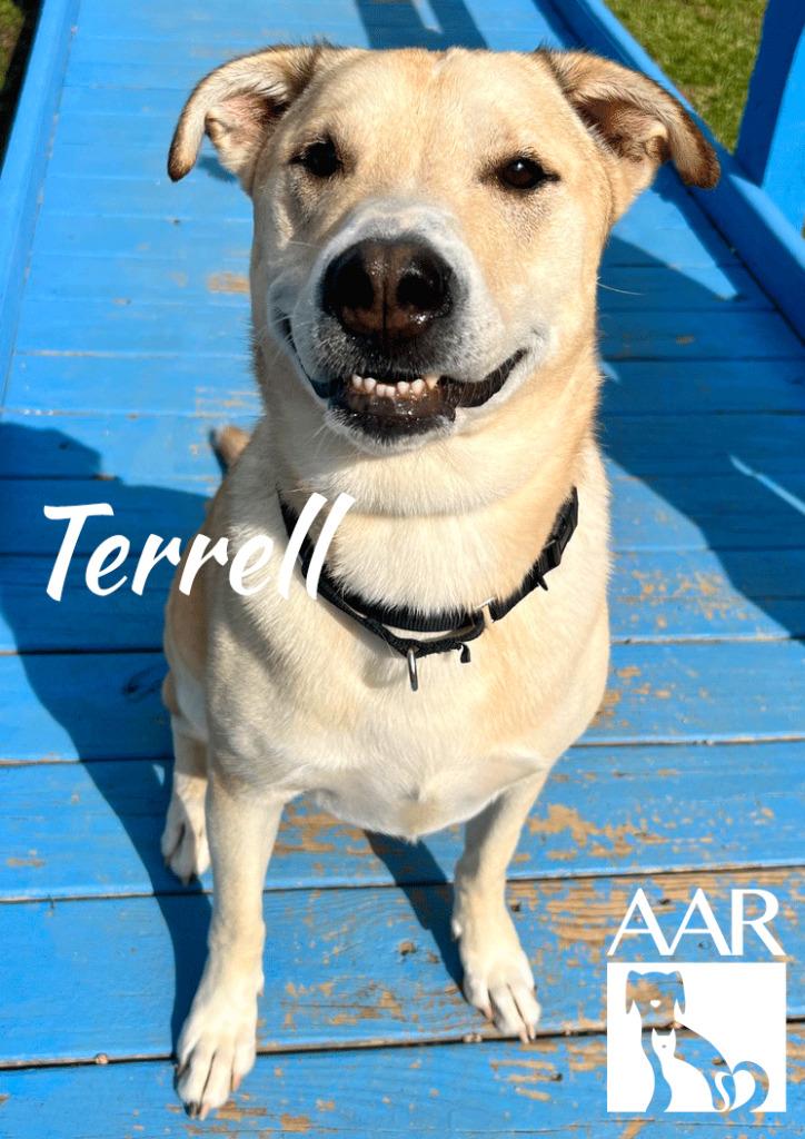 Terrell, Adoptable, Adult Male Carolina Dog & Labrador Retriever.