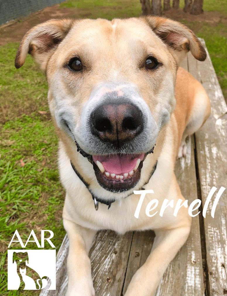 Enlarge Terrell, a Adoptable mixed breed in Magnolia, TX image 1/6