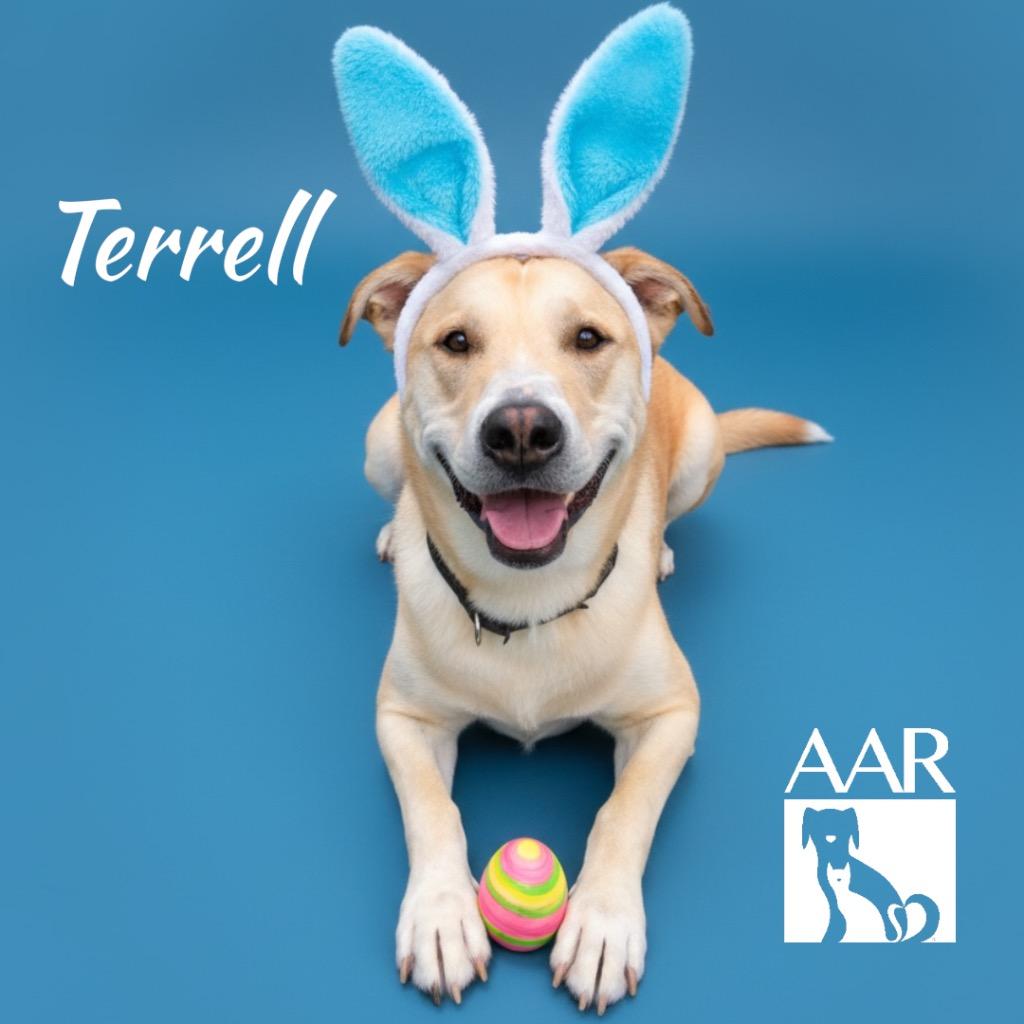 Enlarge Terrell, a Adoptable mixed breed in Magnolia, TX image 2/6