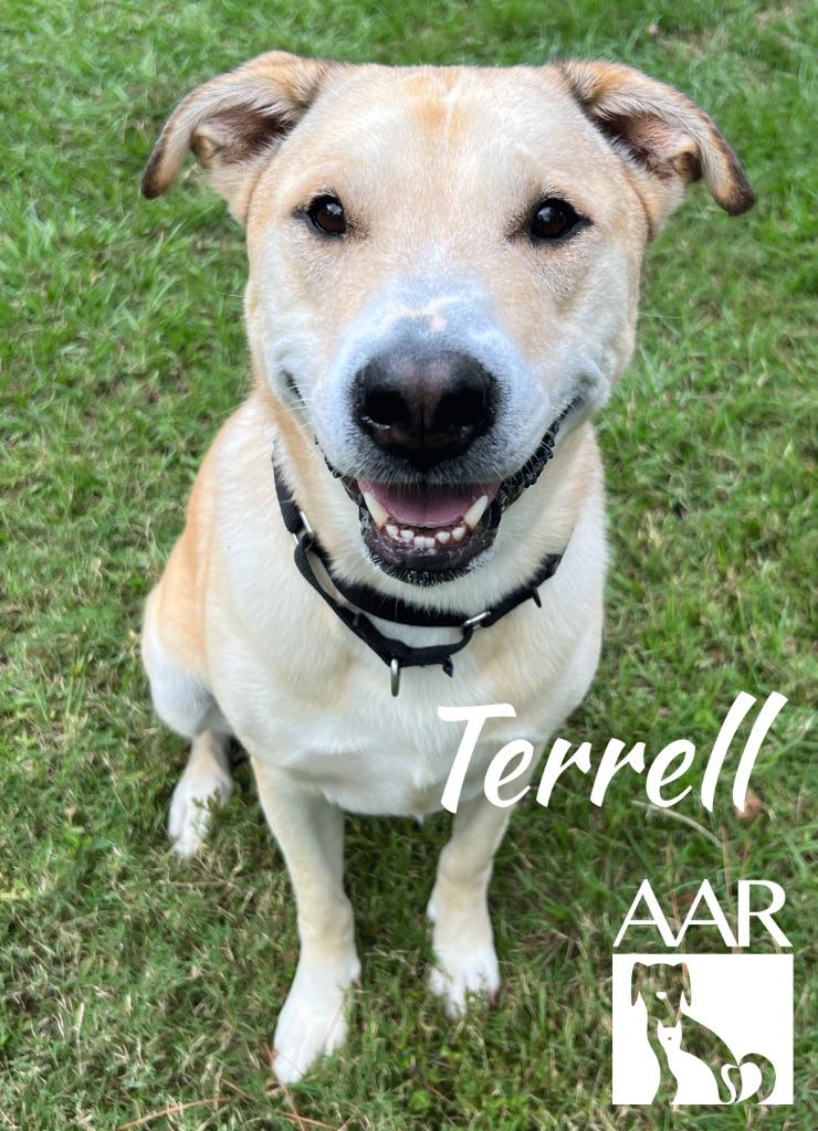 Enlarge Terrell, a Adoptable mixed breed in Magnolia, TX image 3/6