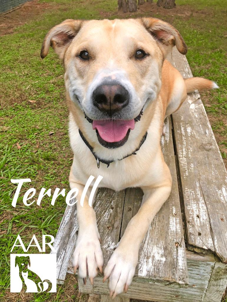 Enlarge Terrell, a Adoptable mixed breed in Magnolia, TX image 4/6