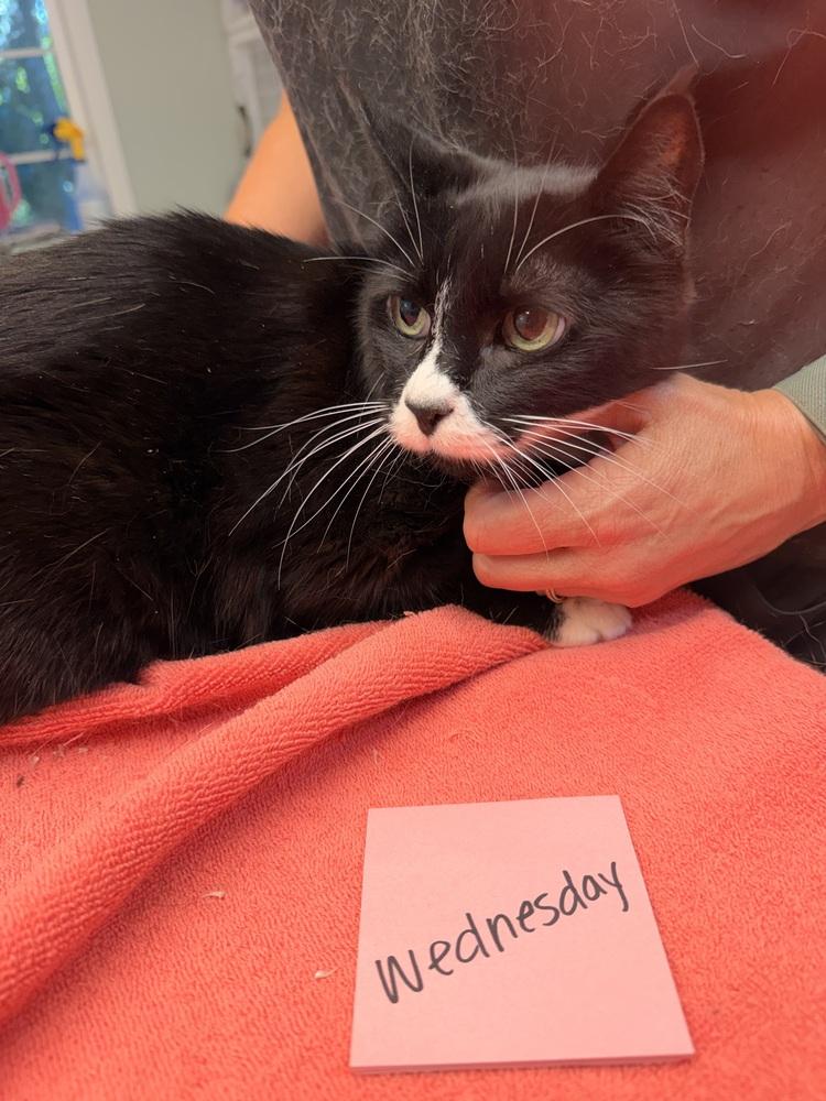 Wednesday, Adoptable, Senior Female Domestic Short Hair.