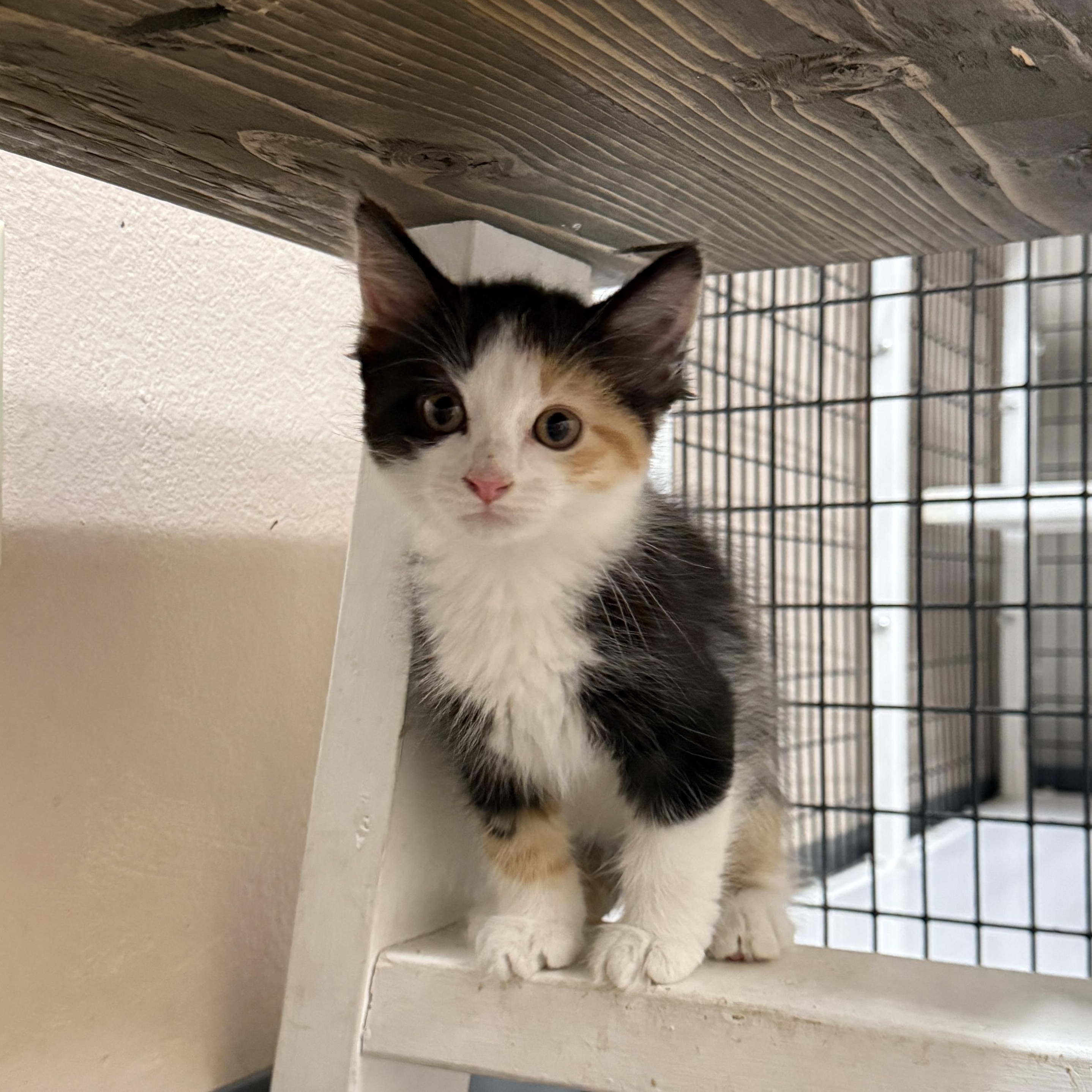 Obara Sand, an adopted Domestic Medium Hair in Oconto, WI image 2/2