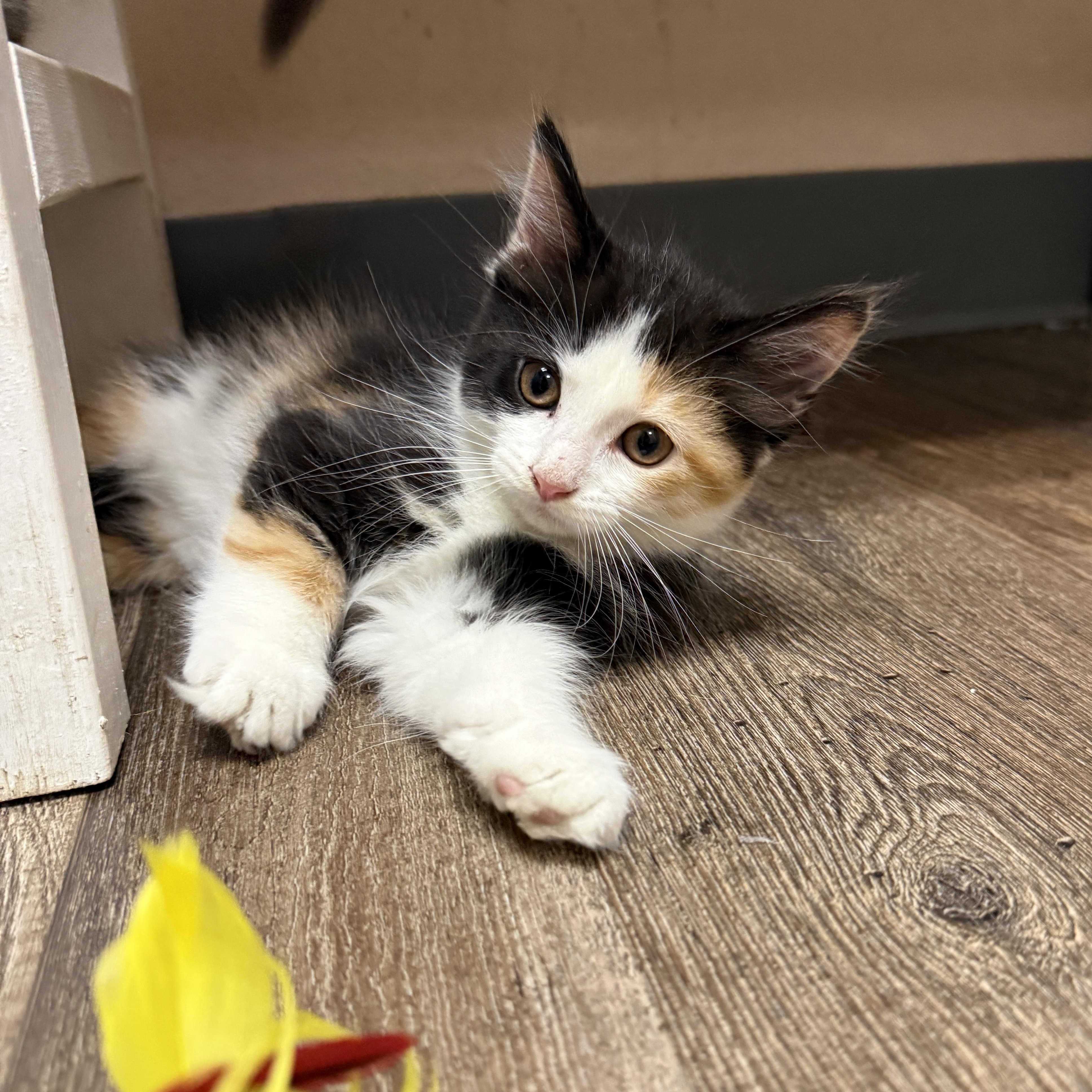 Obara Sand, adopted, Kitten Female Domestic Medium Hair.