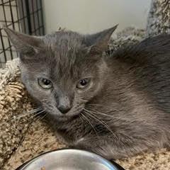 Indigo, a Adoptable Domestic Short Hair in Green Valley, AZ image 1/6