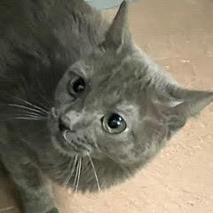 Indigo, a Adoptable Domestic Short Hair in Green Valley, AZ image 4/6