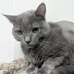 Indigo, a Adoptable Domestic Short Hair in Green Valley, AZ image 6/6