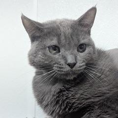 Indigo, a Adoptable Domestic Short Hair in Green Valley, AZ image 3/6