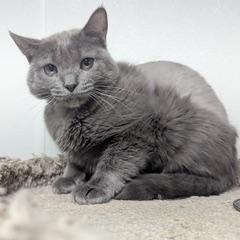 Indigo, a Adoptable Domestic Short Hair in Green Valley, AZ image 2/6
