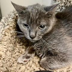 Indigo, a Adoptable Domestic Short Hair in Green Valley, AZ image 5/6