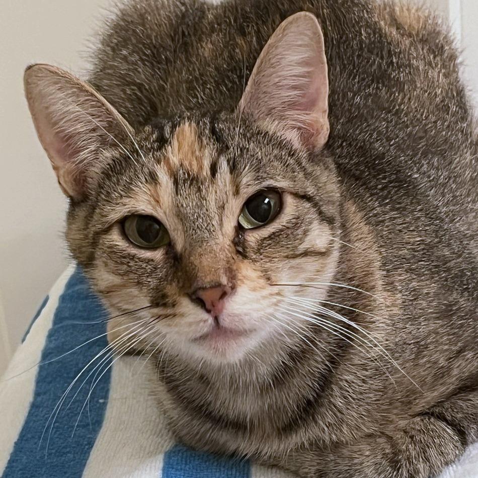 Bella, Adoptable, Young Female Domestic Short Hair.