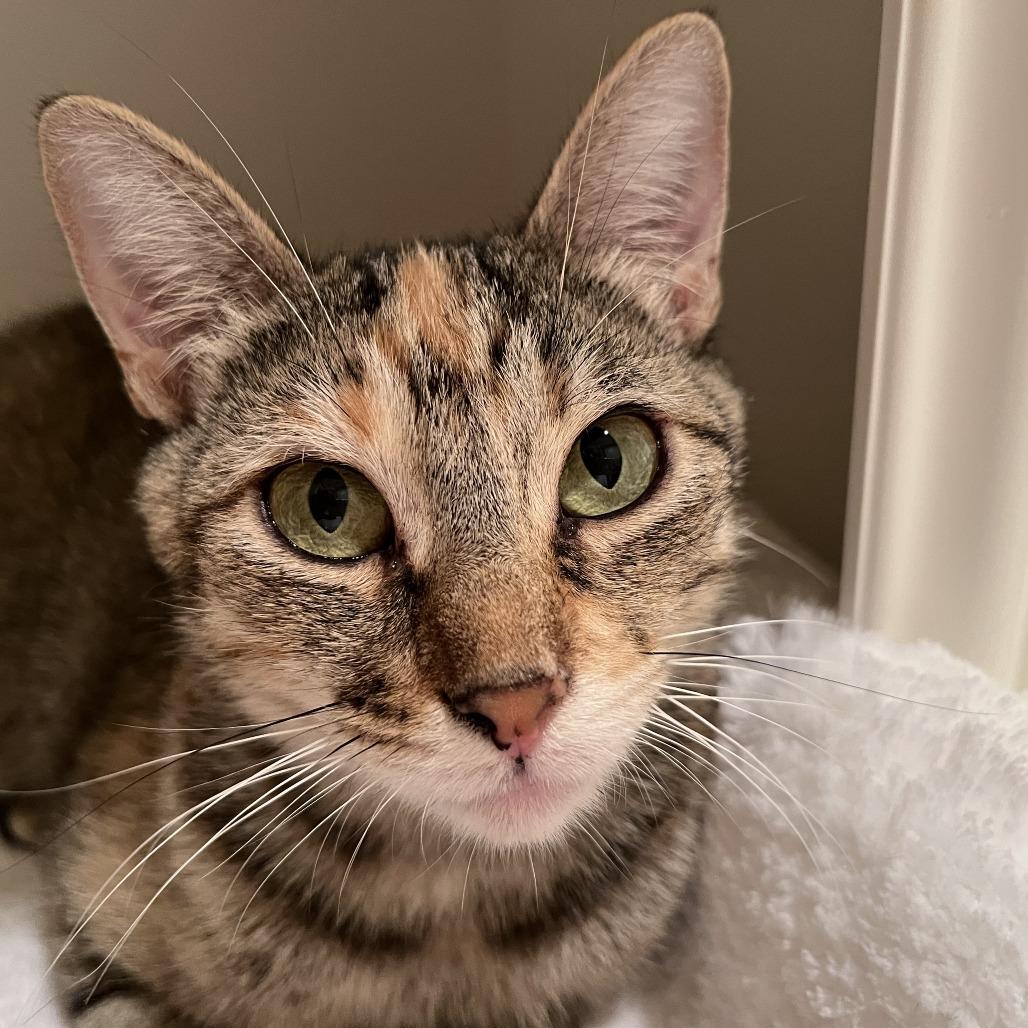 Enlarge Bella, a Adoptable Domestic Short Hair in Houston, TX image 2/6