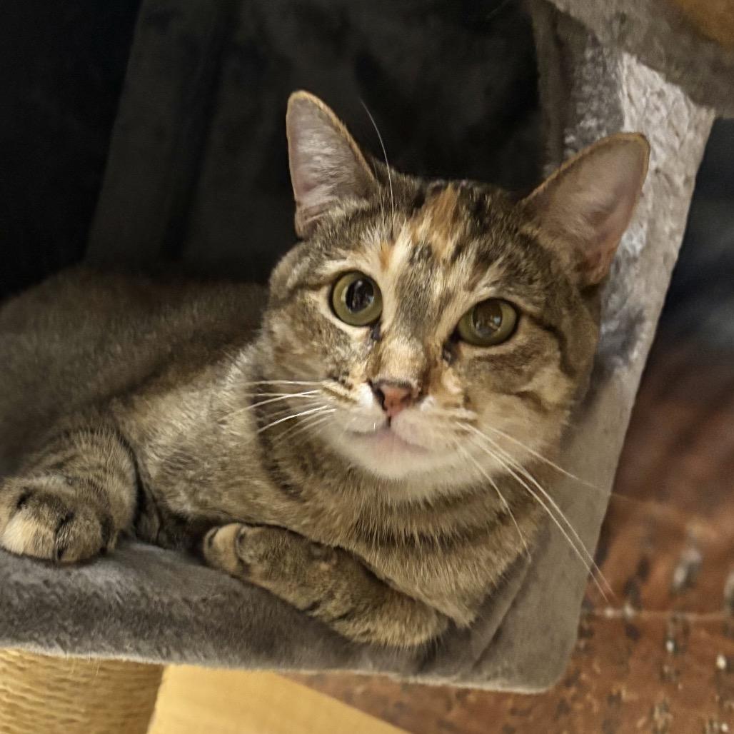 Enlarge Bella, a Adoptable Domestic Short Hair in Houston, TX image 3/6