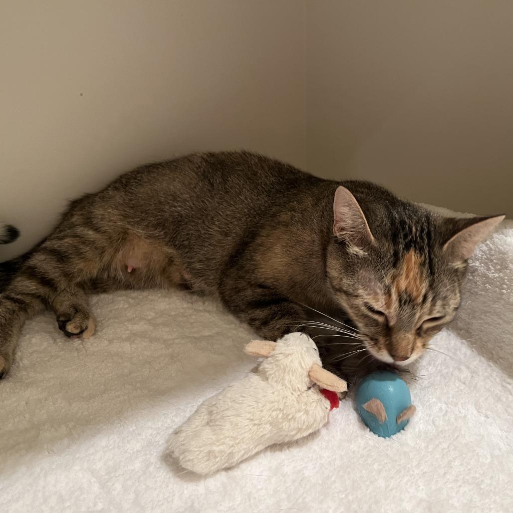 Enlarge Bella, a Adoptable Domestic Short Hair in Houston, TX image 4/6
