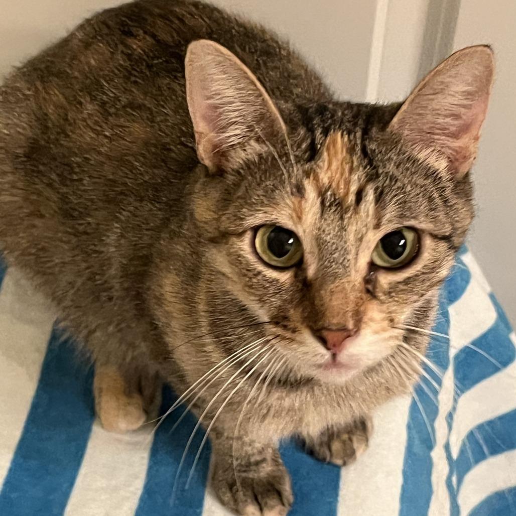 Enlarge Bella, a Adoptable Domestic Short Hair in Houston, TX image 5/6