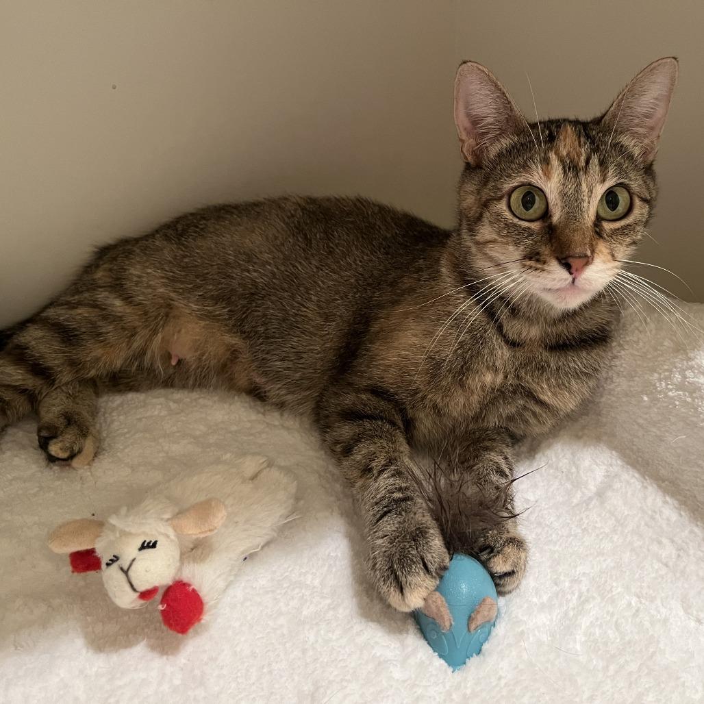 Enlarge Bella, a Adoptable Domestic Short Hair in Houston, TX image 6/6