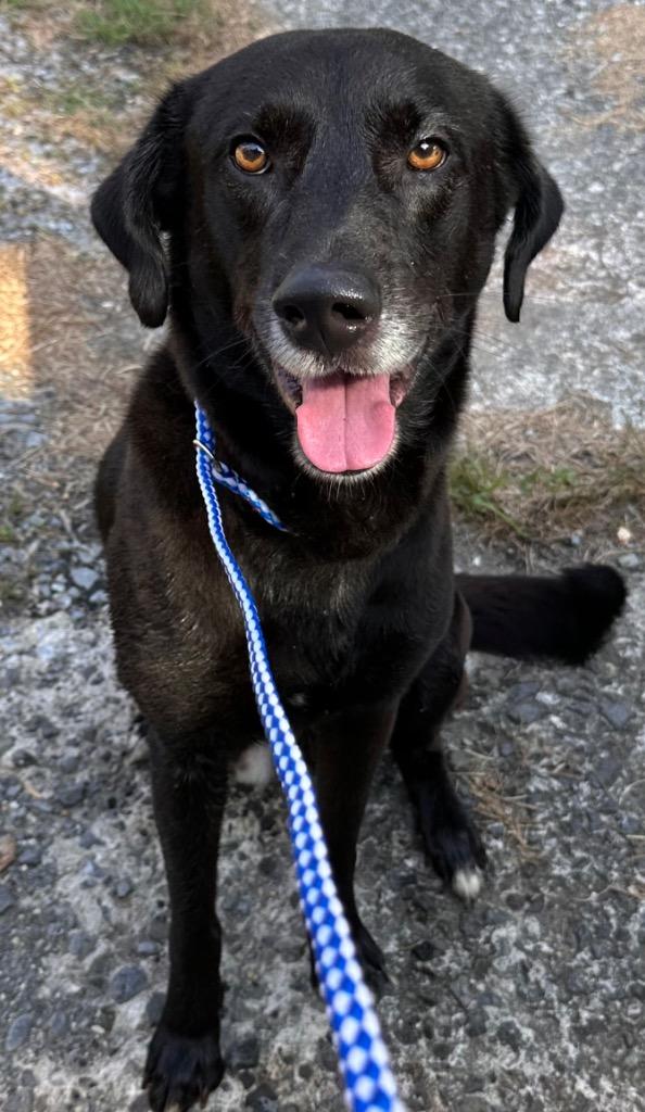DARTH TATER, Adoptable, Young Male Mixed Breed.