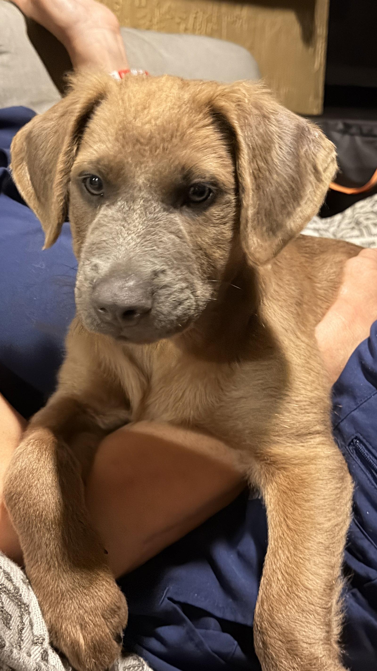 Enlarge Arlo, a Adopted mixed breed in Royal Palm Beach, FL image 1/3