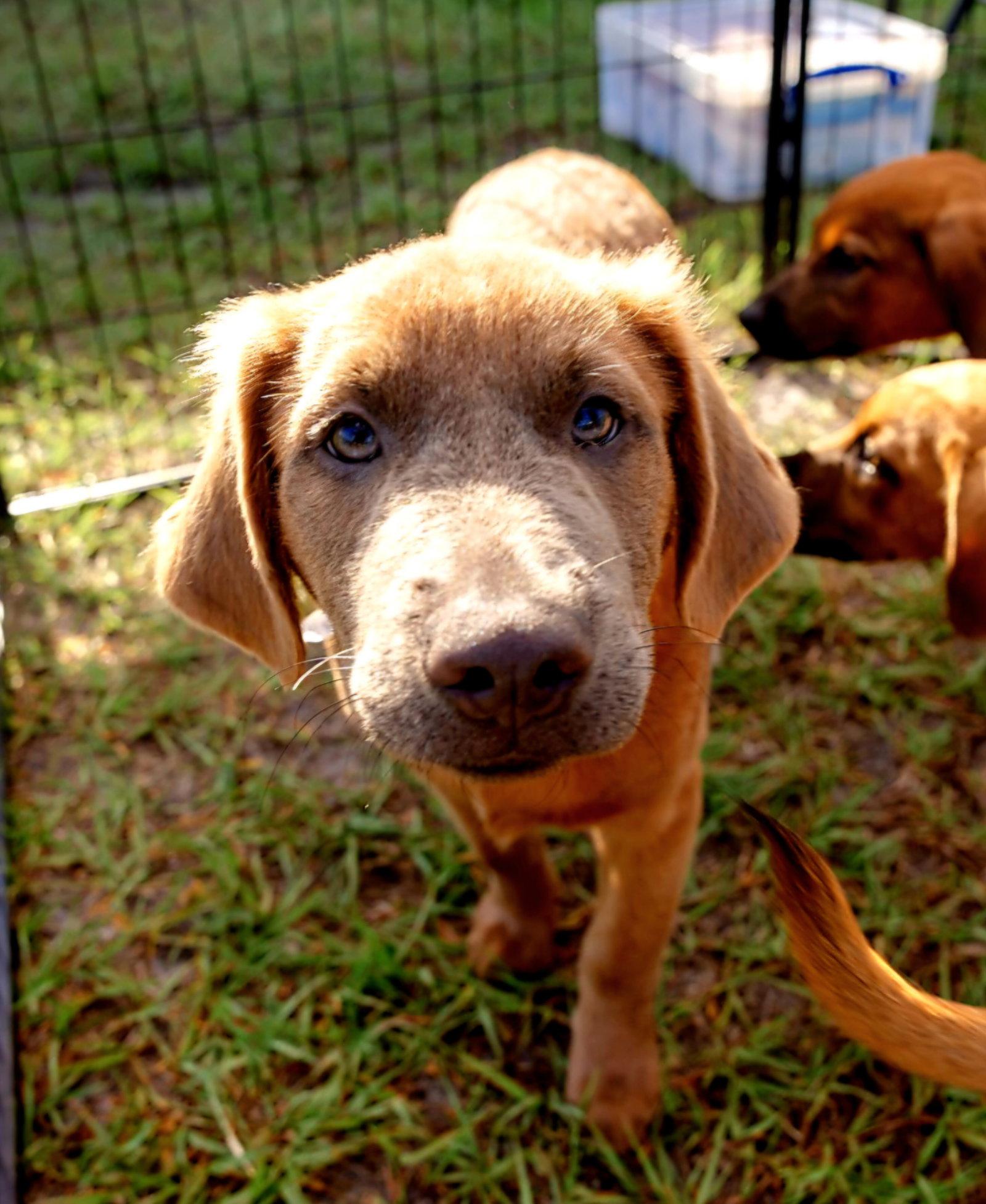 Enlarge Arlo, a Adopted mixed breed in Royal Palm Beach, FL image 2/3