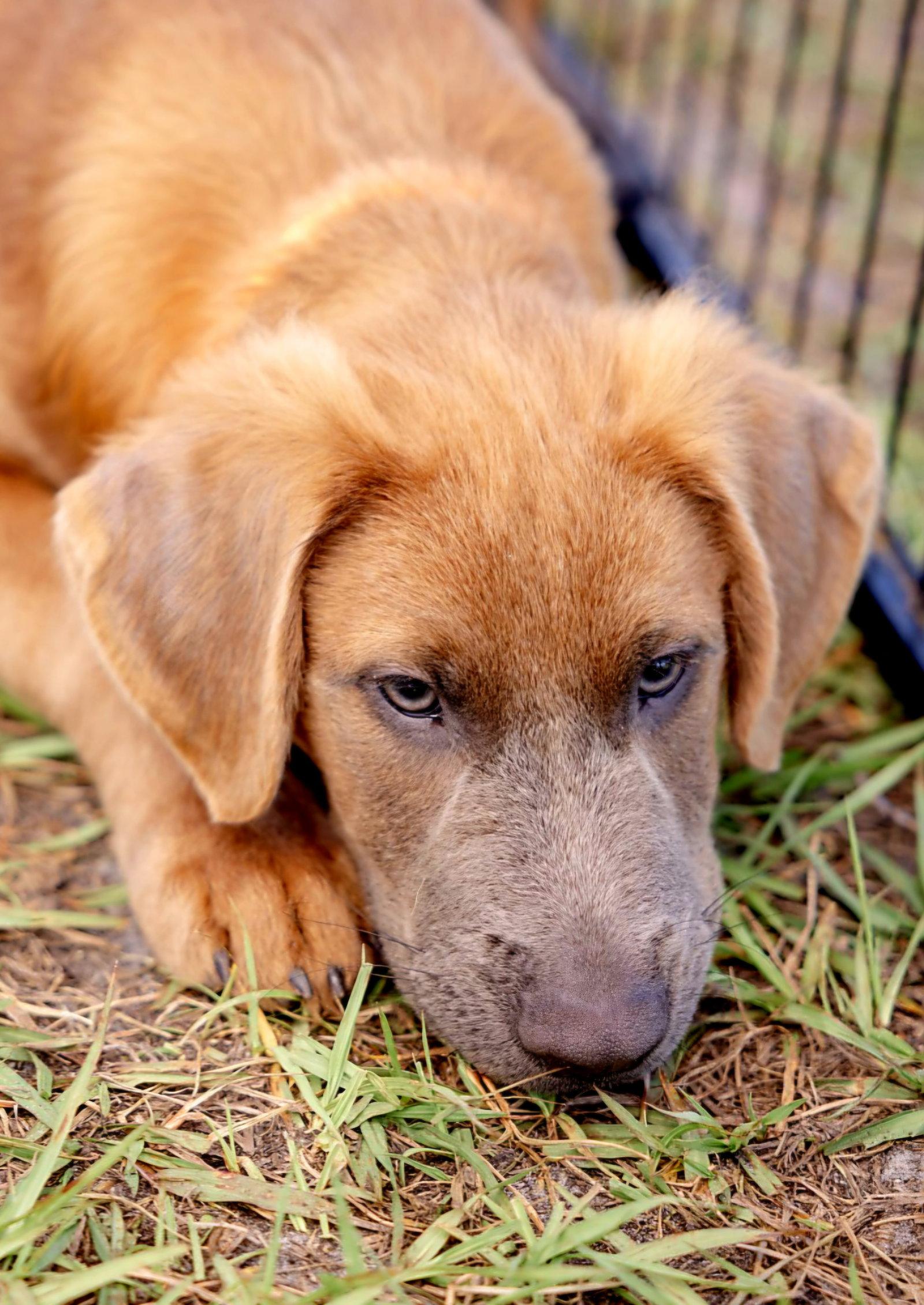 Enlarge Arlo, a Adopted mixed breed in Royal Palm Beach, FL image 3/3