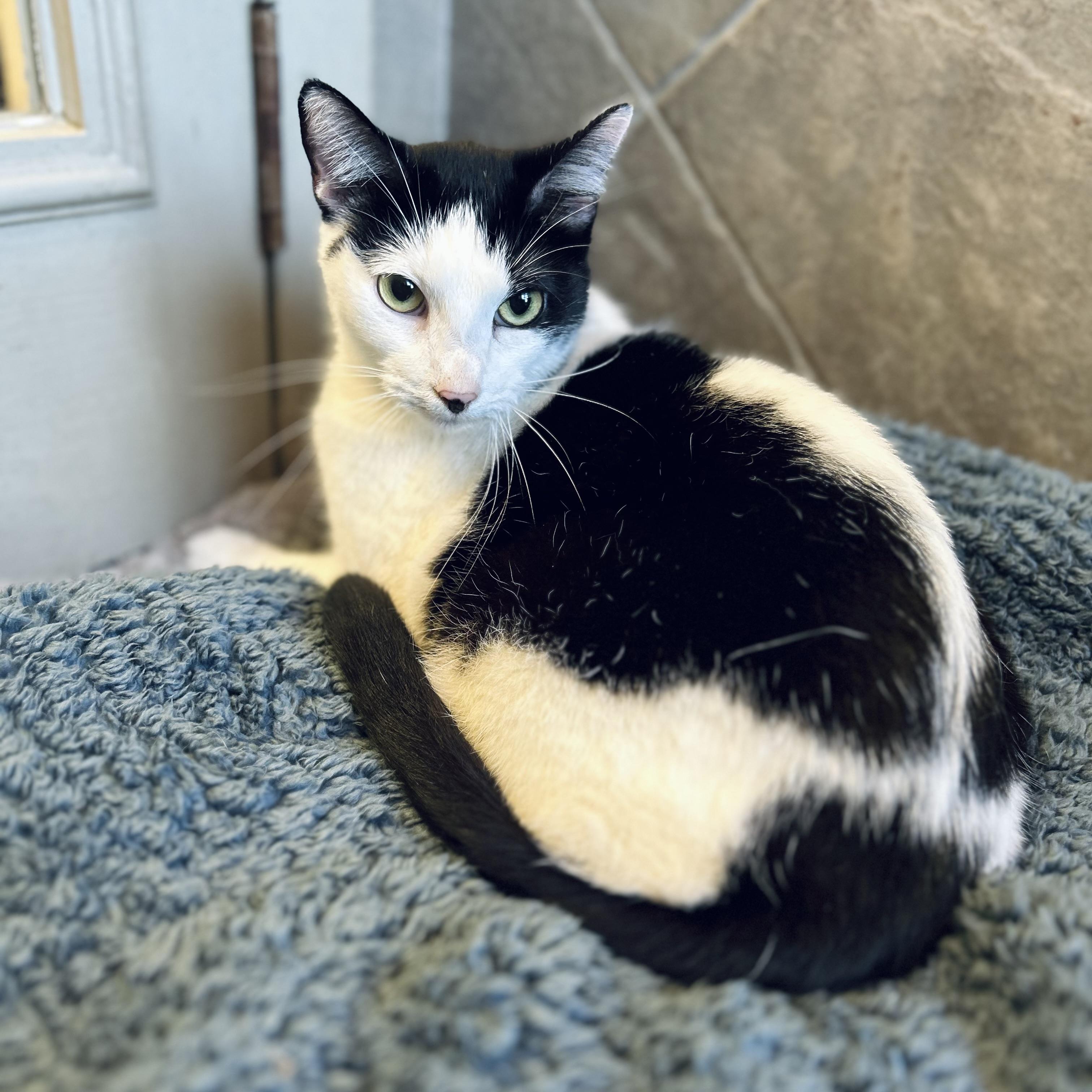 Cleo, a ADOPTABLE American Shorthair in Seguin, TX image 2/6
