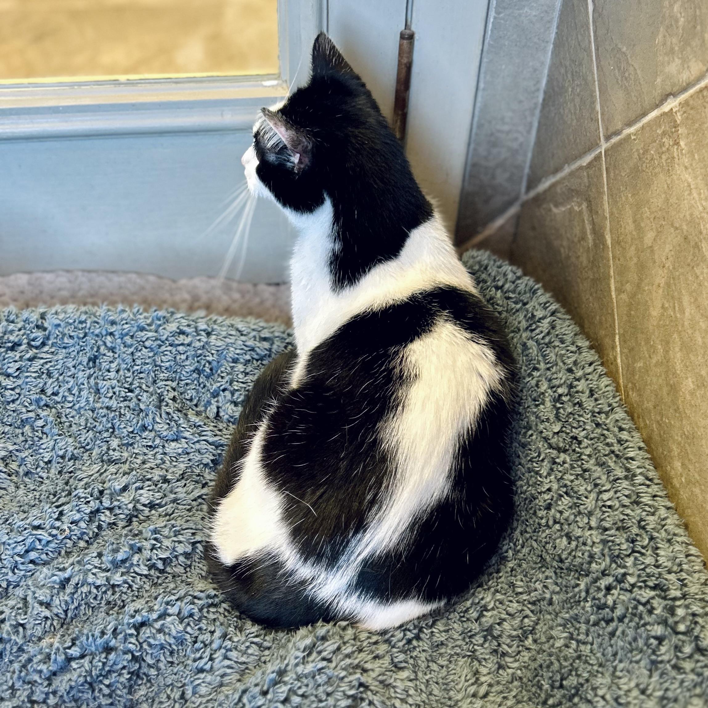 Cleo, a ADOPTABLE American Shorthair in Seguin, TX image 3/6