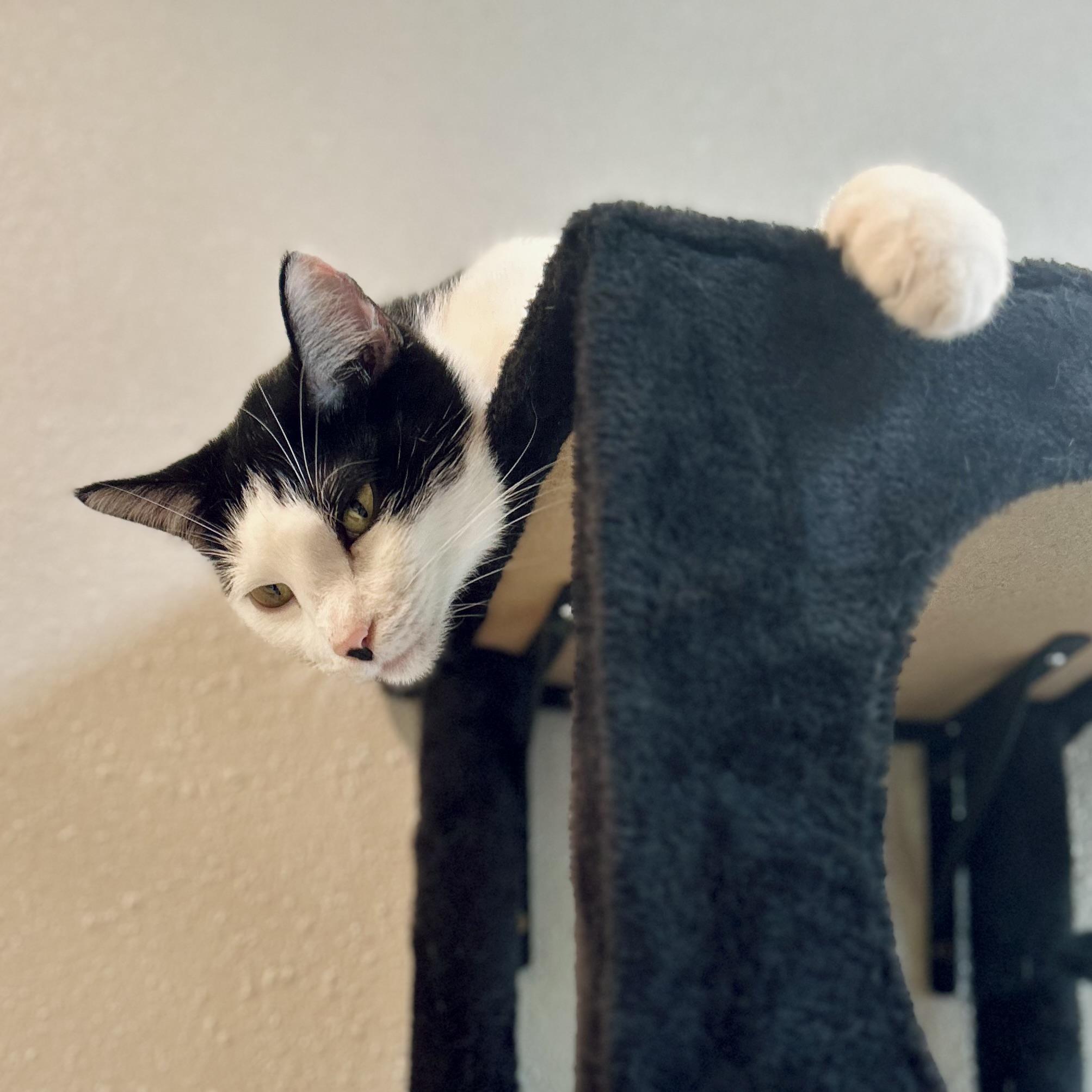 Enlarge Cleo, a ADOPTABLE American Shorthair in Seguin, TX image 4/6