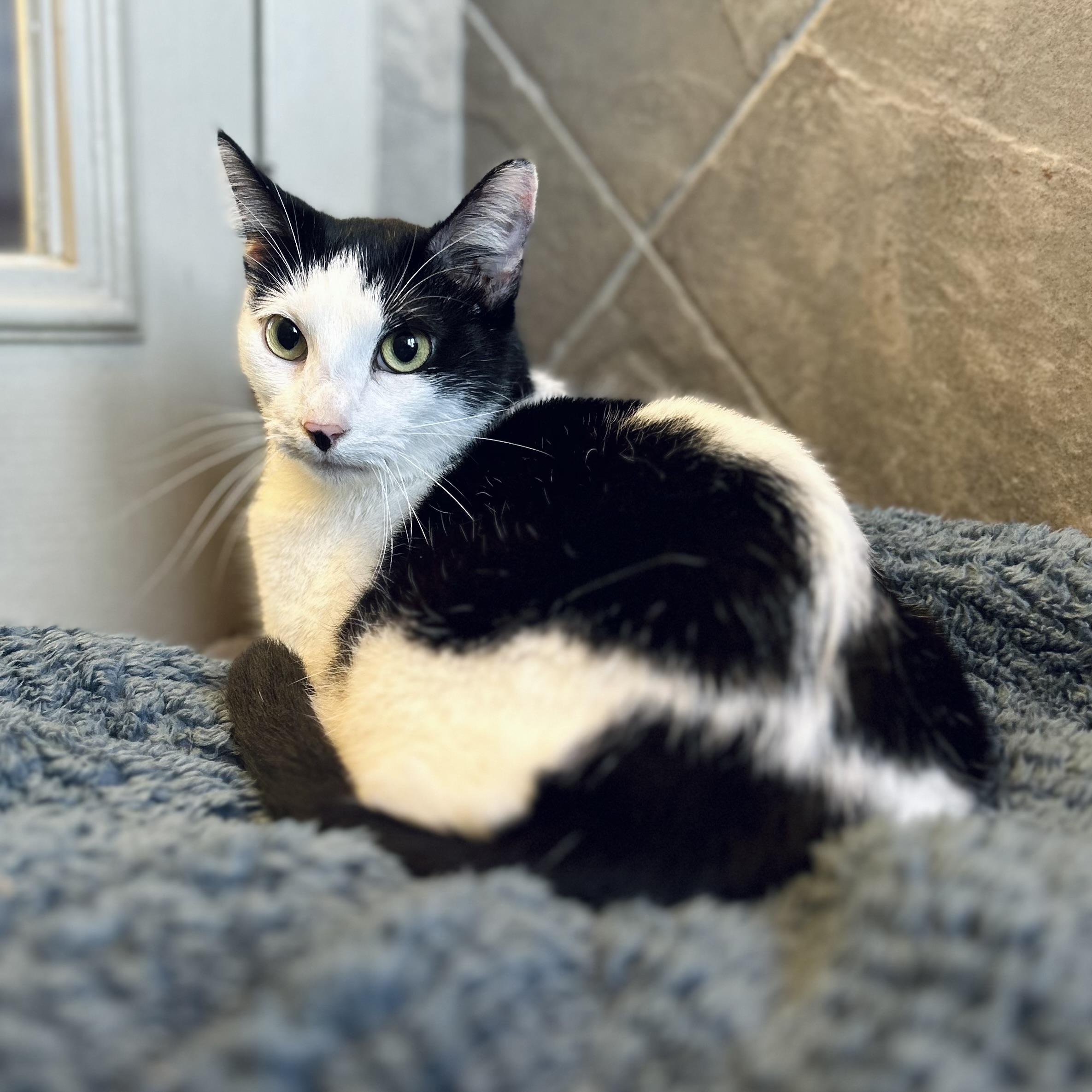 Cleo, a ADOPTABLE American Shorthair in Seguin, TX image 5/6