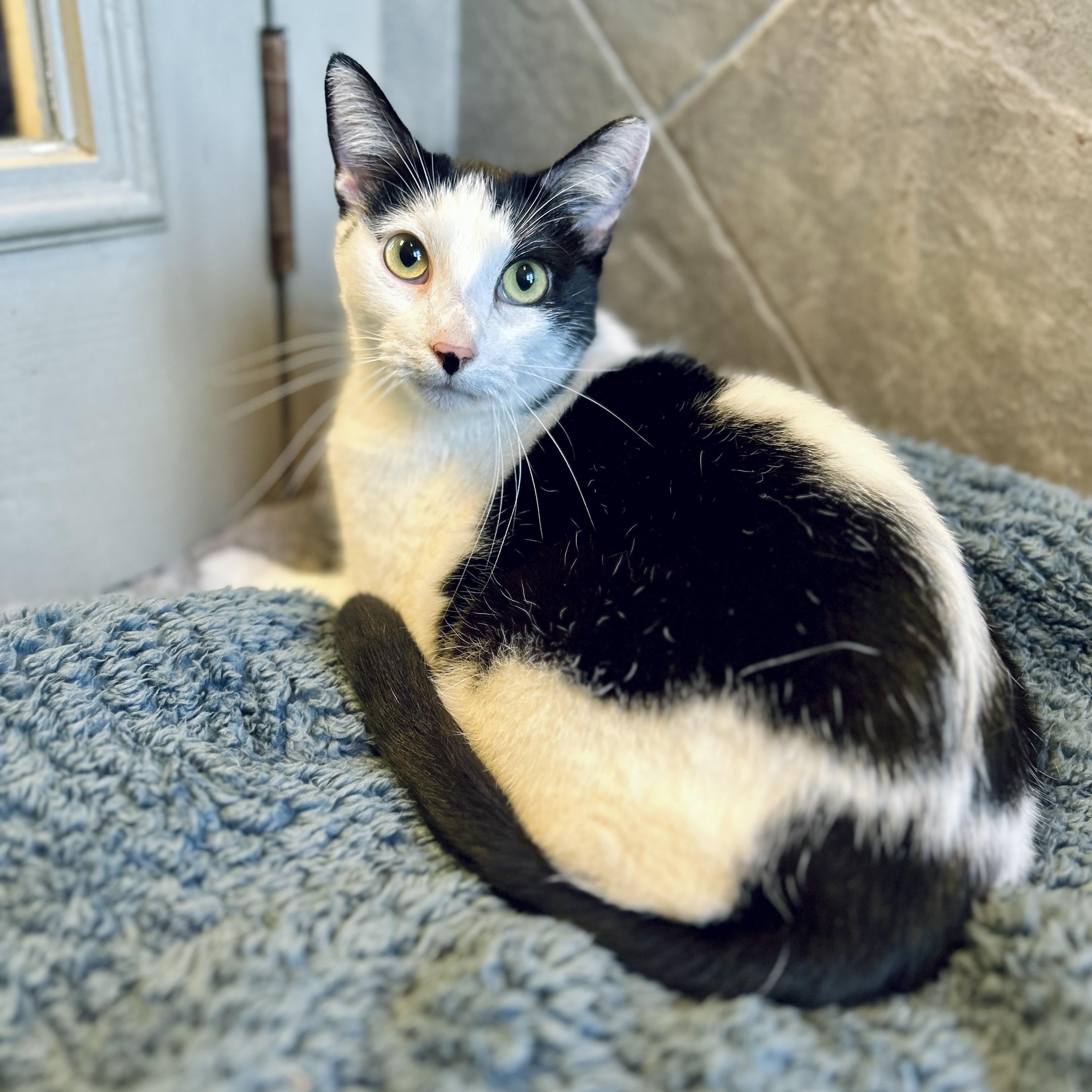 Cleo, a ADOPTABLE American Shorthair in Seguin, TX image 4/6