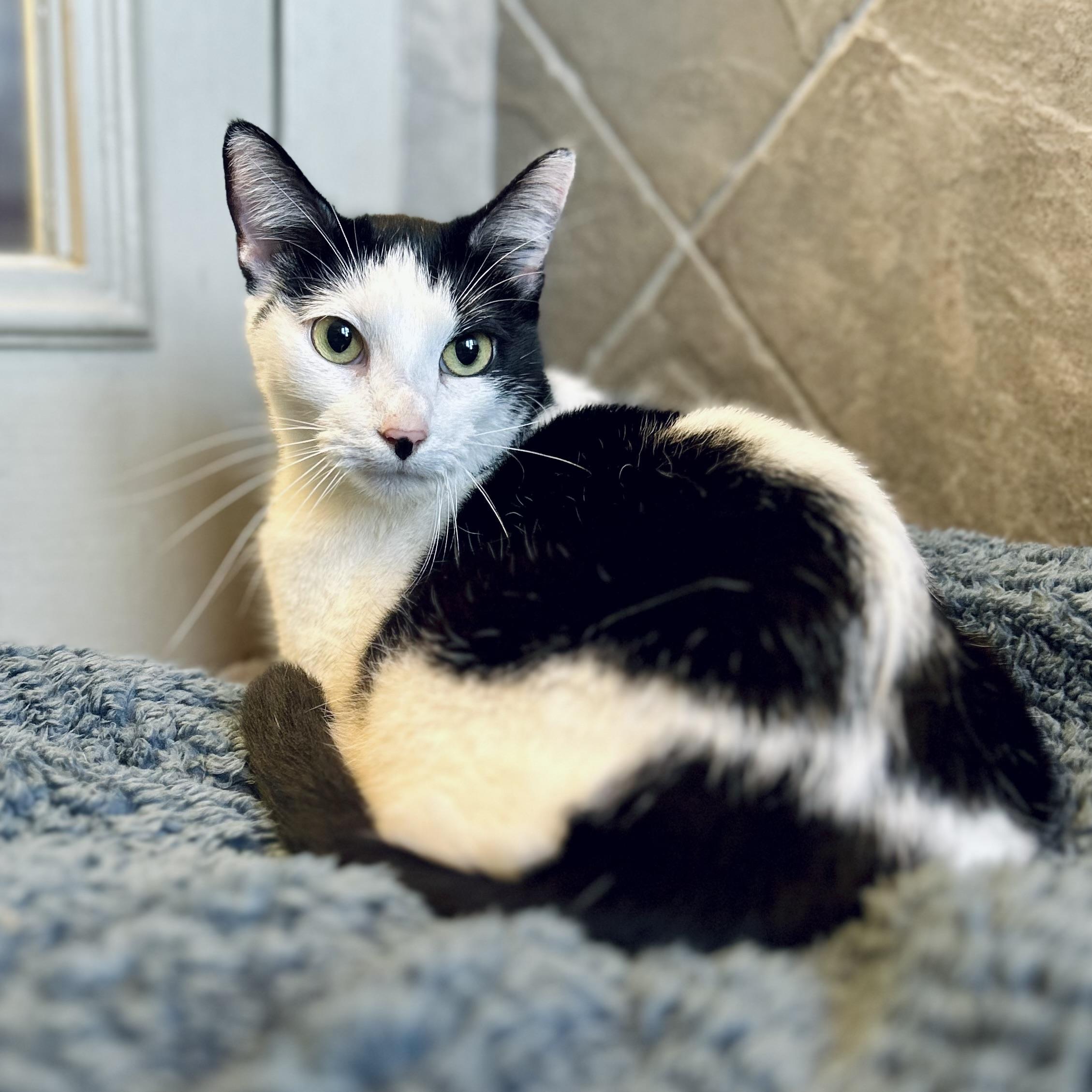 Cleo, ADOPTABLE, Young Female American Shorthair.