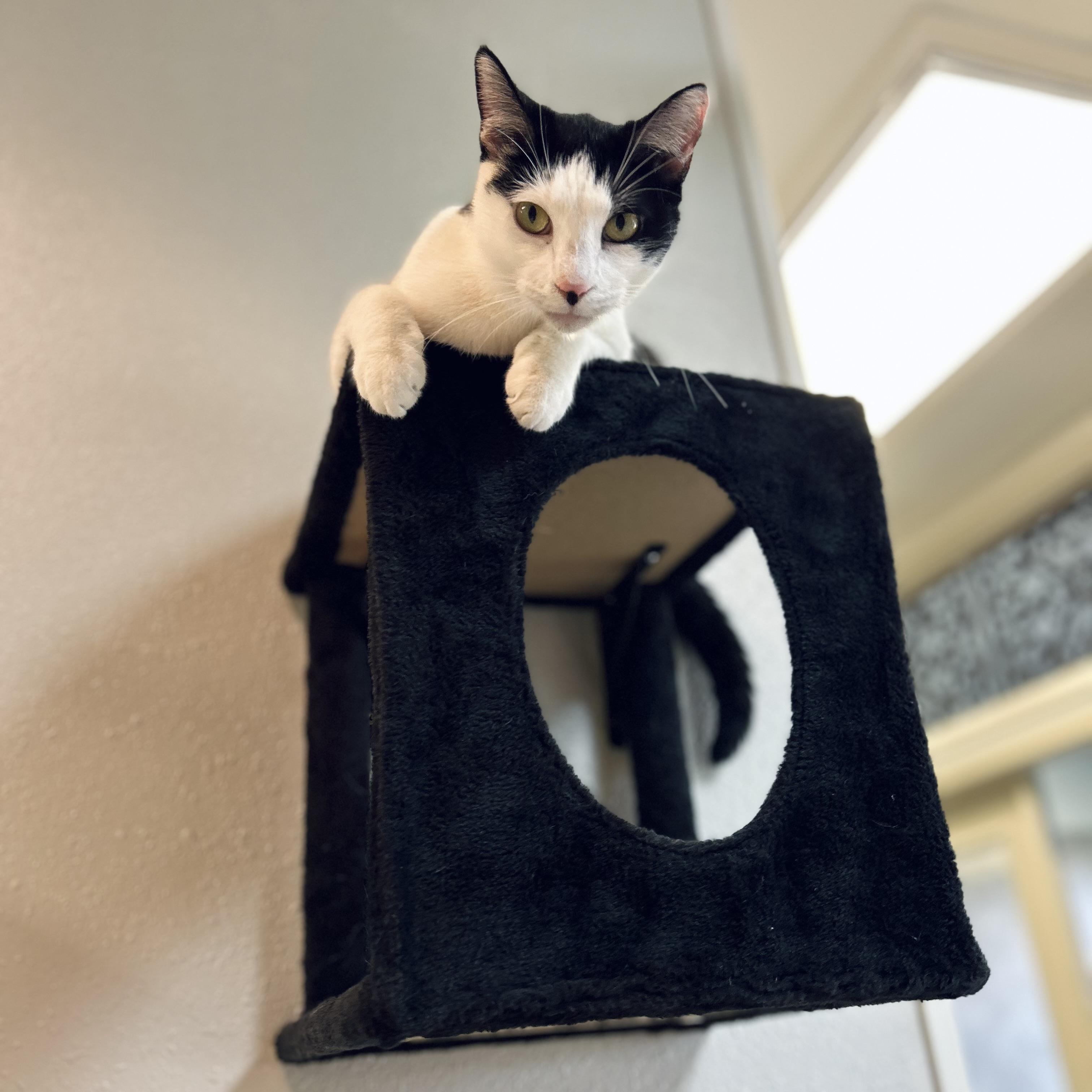 Enlarge Cleo, a ADOPTABLE American Shorthair in Seguin, TX image 3/6