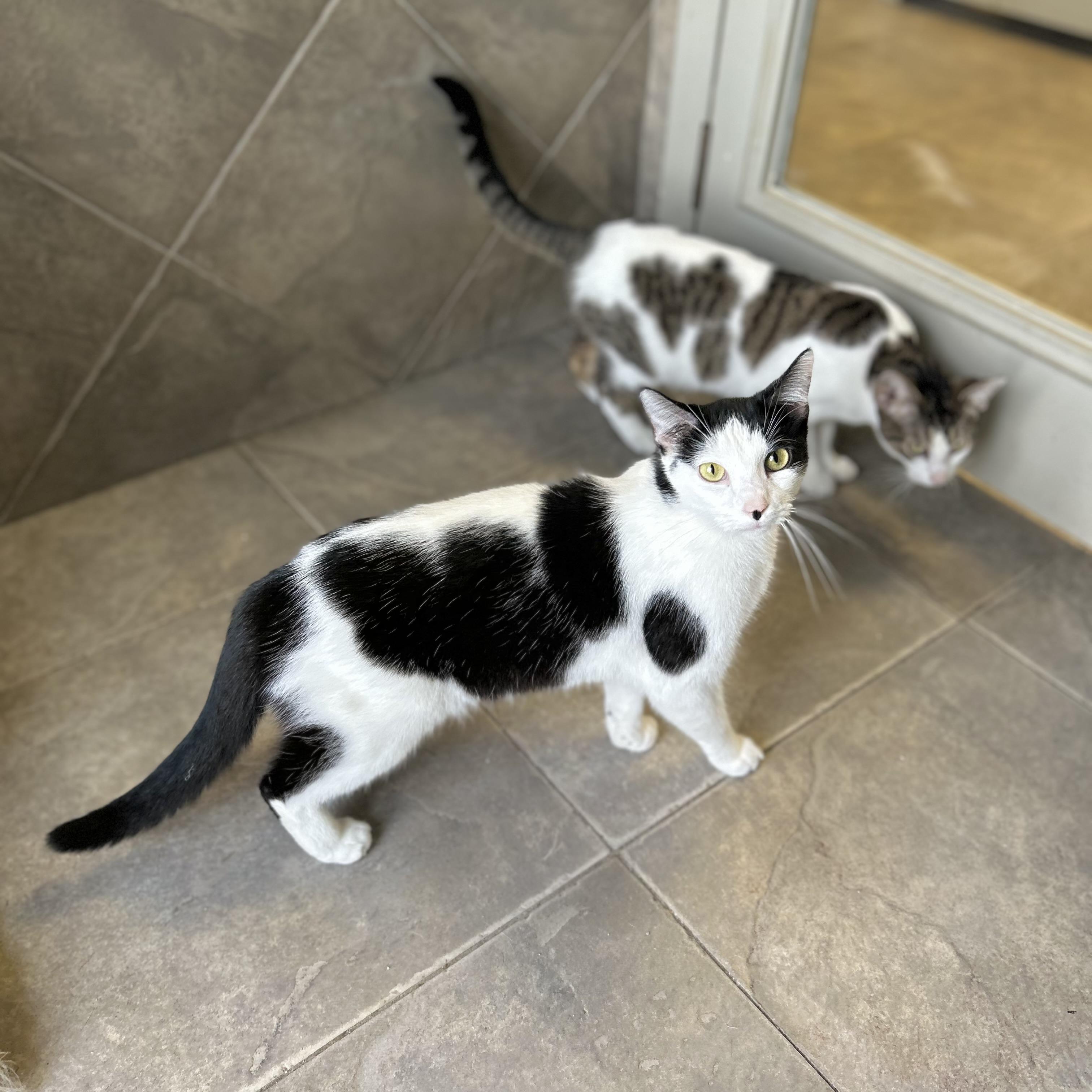 Cleo, a ADOPTABLE American Shorthair in Seguin, TX image 6/6