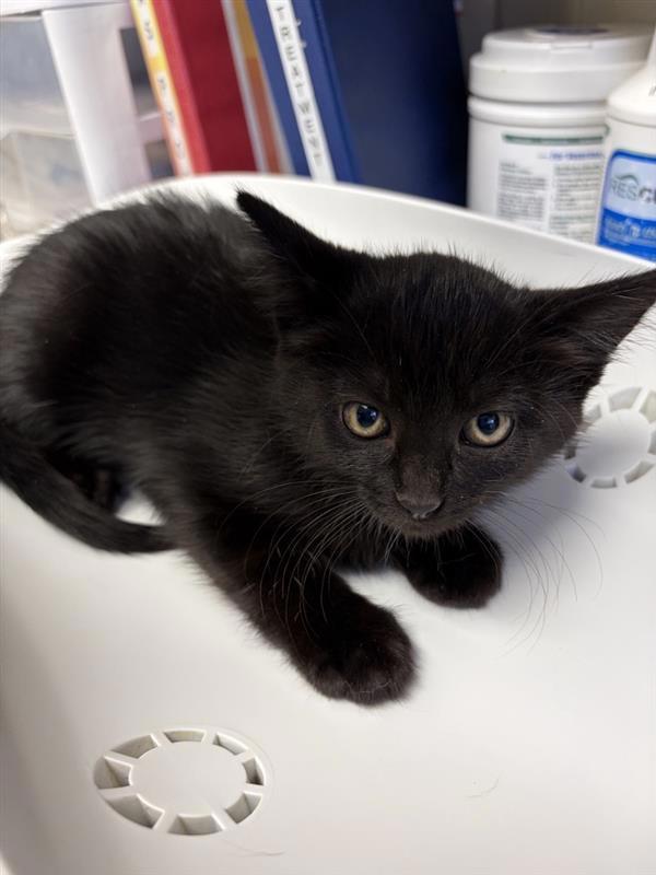 Enlarge Beetle, a Adoptable mixed breed in Great Falls, MT image 1/1