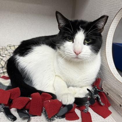 Enlarge Dexter, a Adoptable Domestic Short Hair in East Brookfield, MA image 1/1