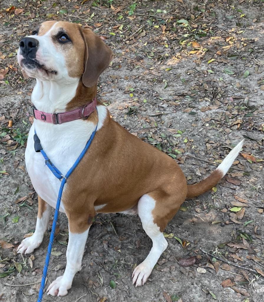 LADY, Adoptable, Adult Female Hound.