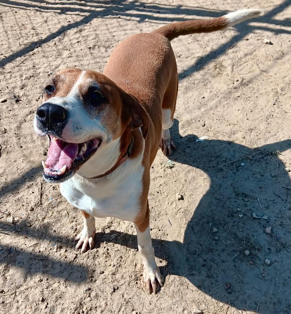 LADY, a Adoptable Hound in Marianna, FL image 2/2