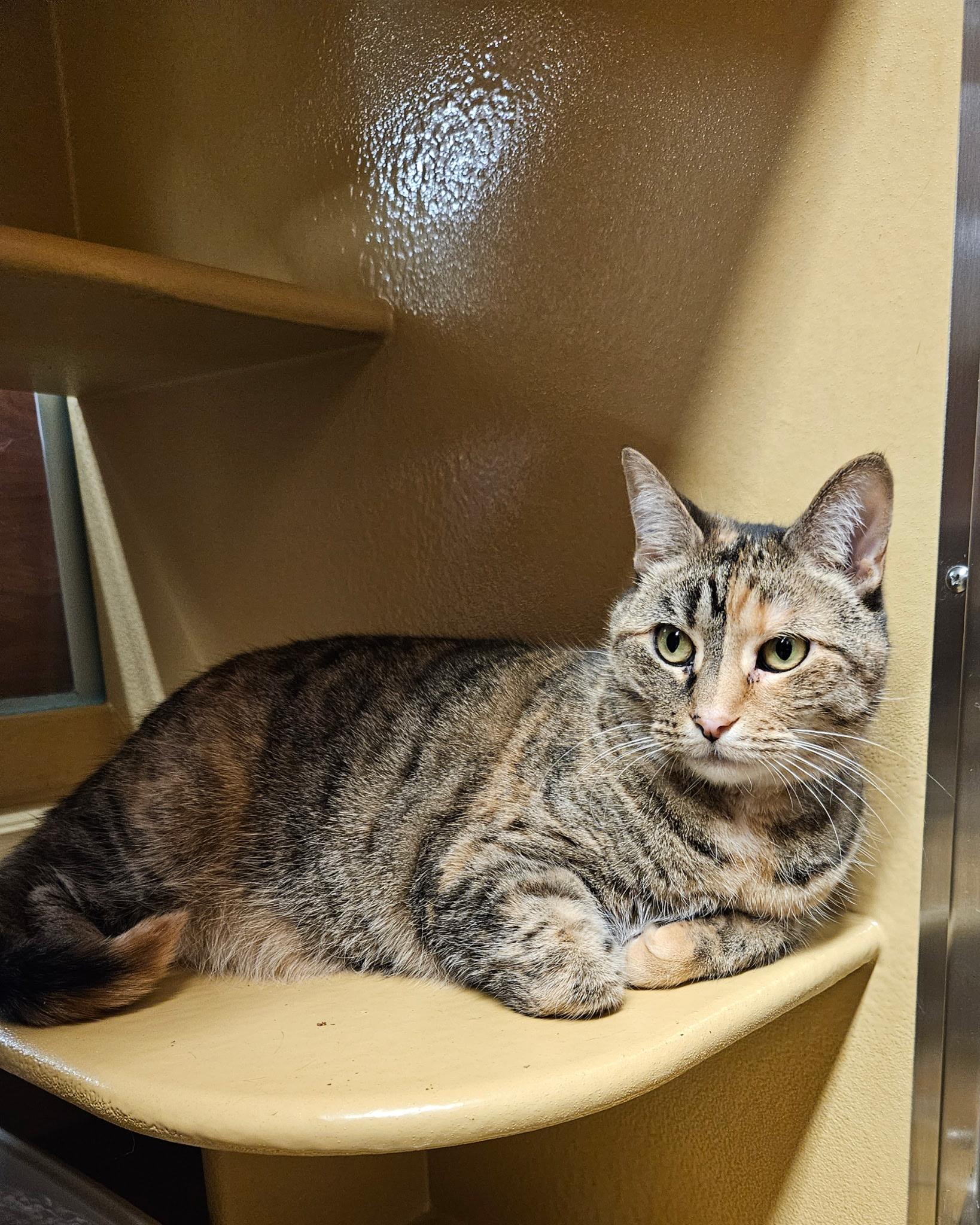 Enlarge Lilly, a ADOPTABLE mixed breed in Port Jefferson Station, NY image 1/1