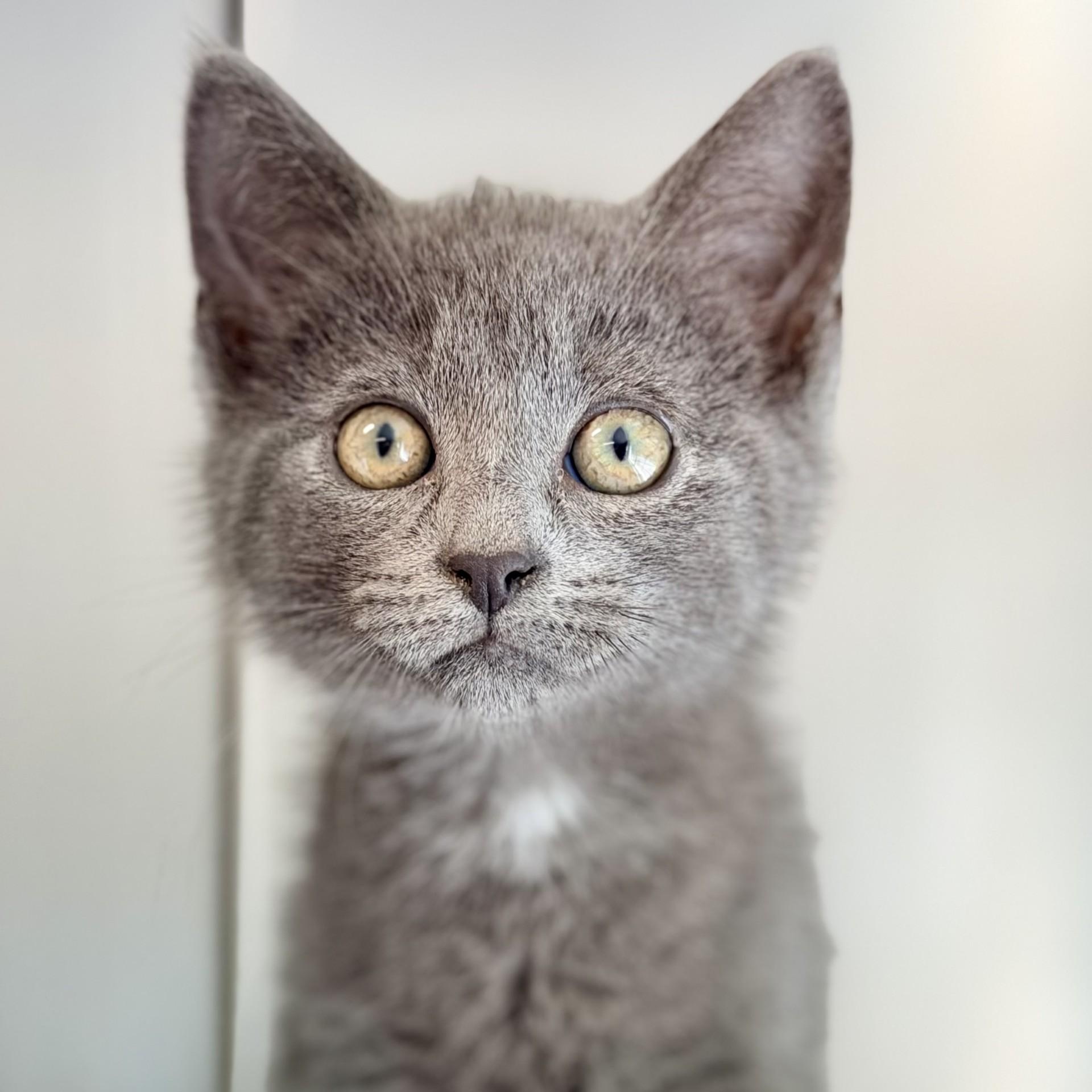 Bashful, an adopted Domestic Short Hair in Jackson, NJ image 2/2