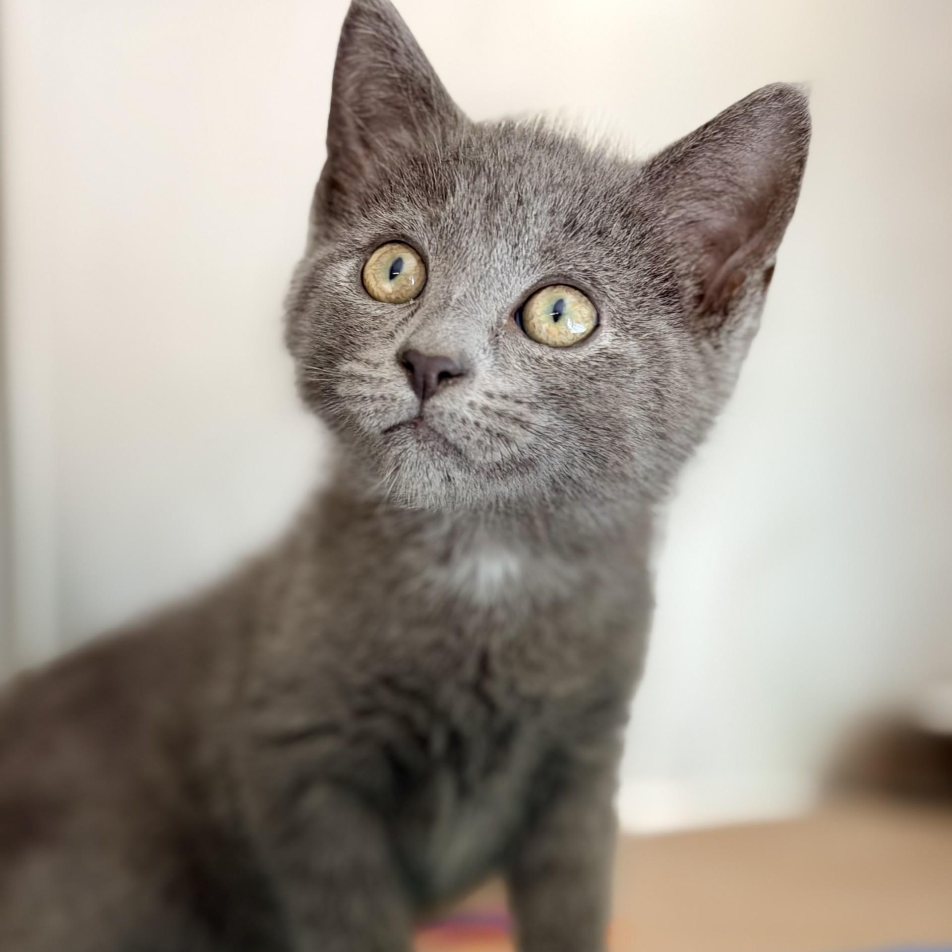 Bashful, adopted, Kitten Male Domestic Short Hair.