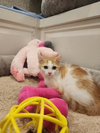Tajin, Adoptable, Kitten Female Domestic Medium Hair & Domestic Short Hair.