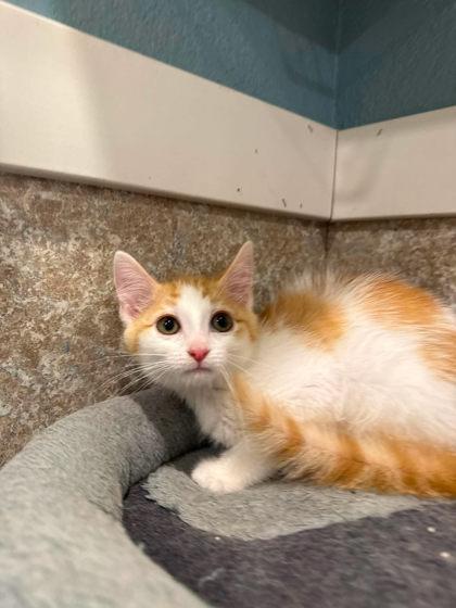 Tajin, a Adoptable mixed breed in Scottsbluff, NE image 2/3