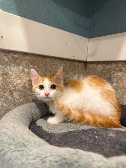 Tajin, a Adoptable mixed breed in Scottsbluff, NE image 3/3