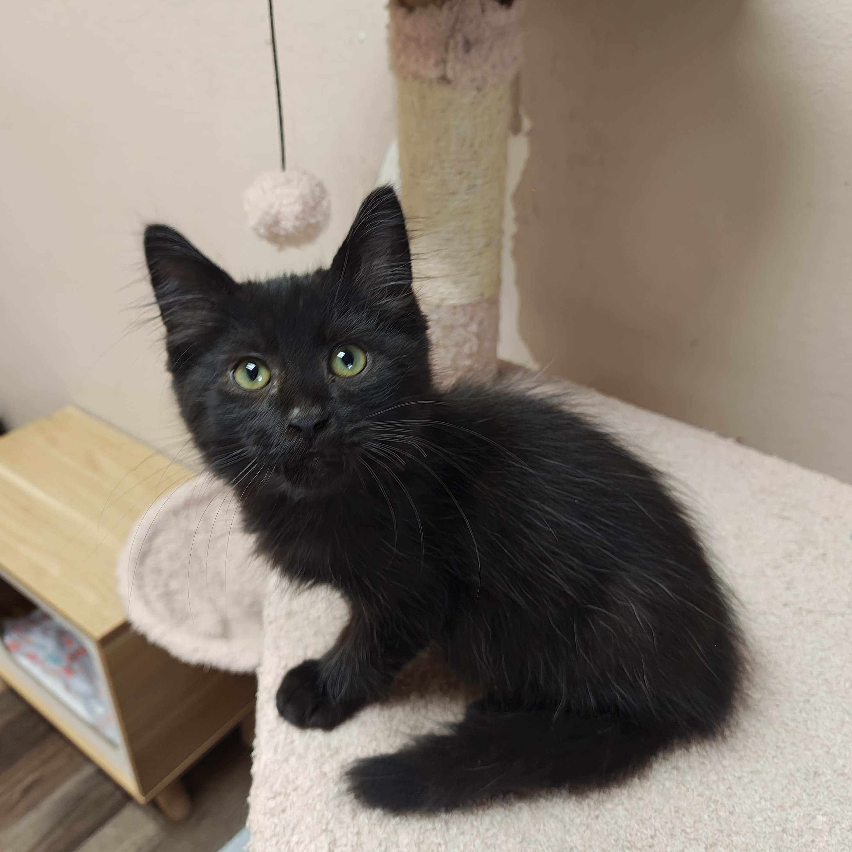 Slate, Adoptable, Kitten Male Domestic Medium Hair.