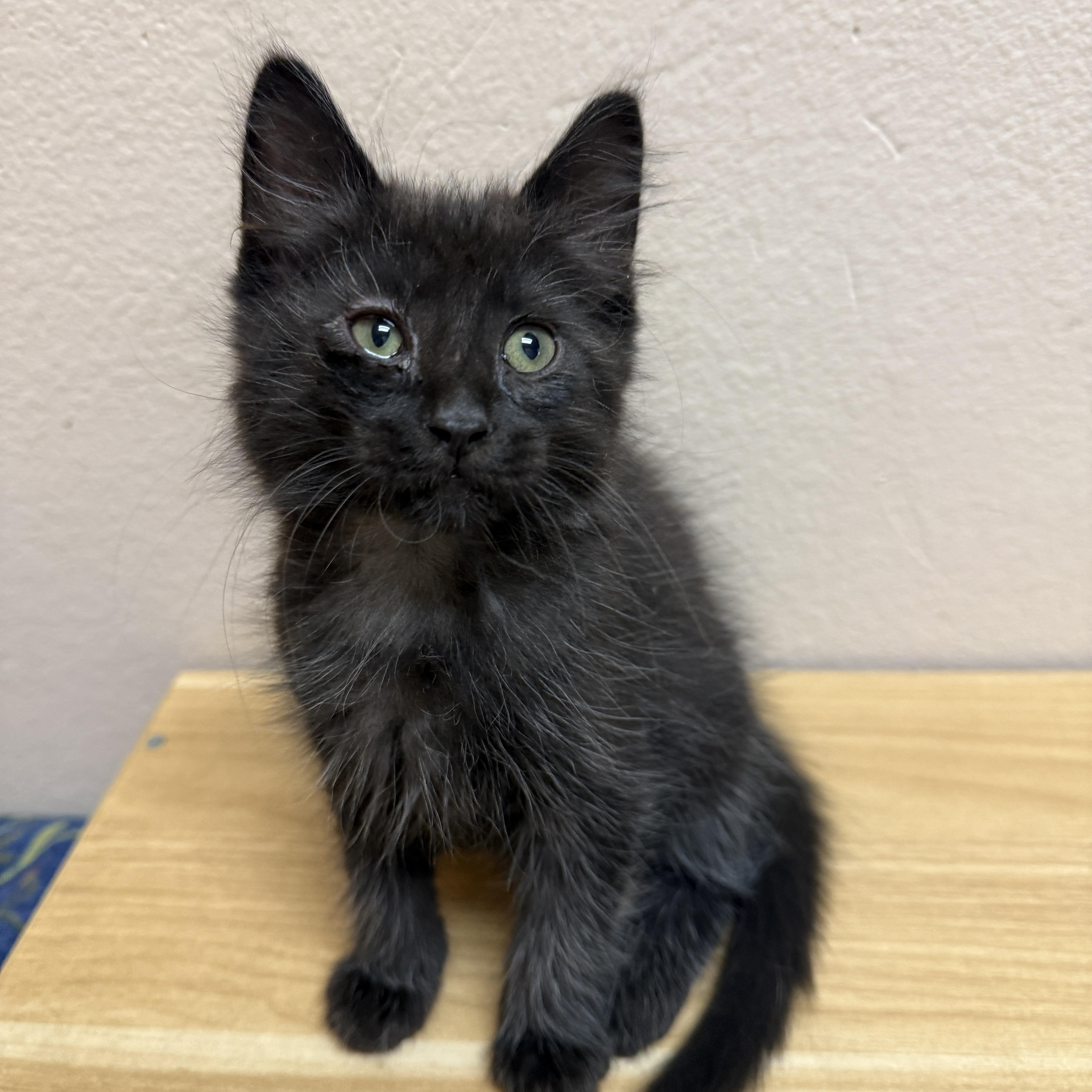 Slate, Adoptable, Kitten Male Domestic Medium Hair.