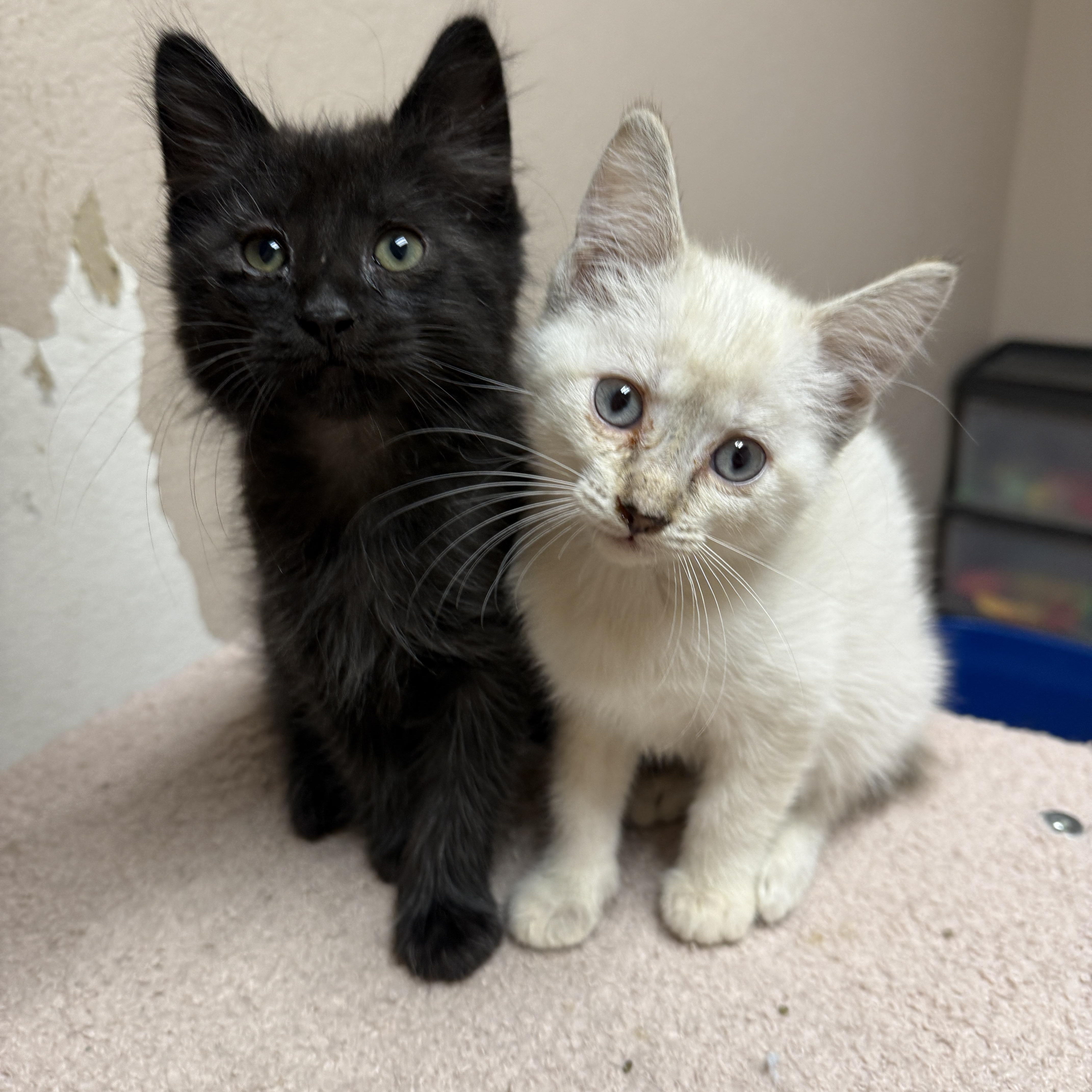 Enlarge Slate, a Adoptable Domestic Medium Hair in Oconto, WI image 2/2