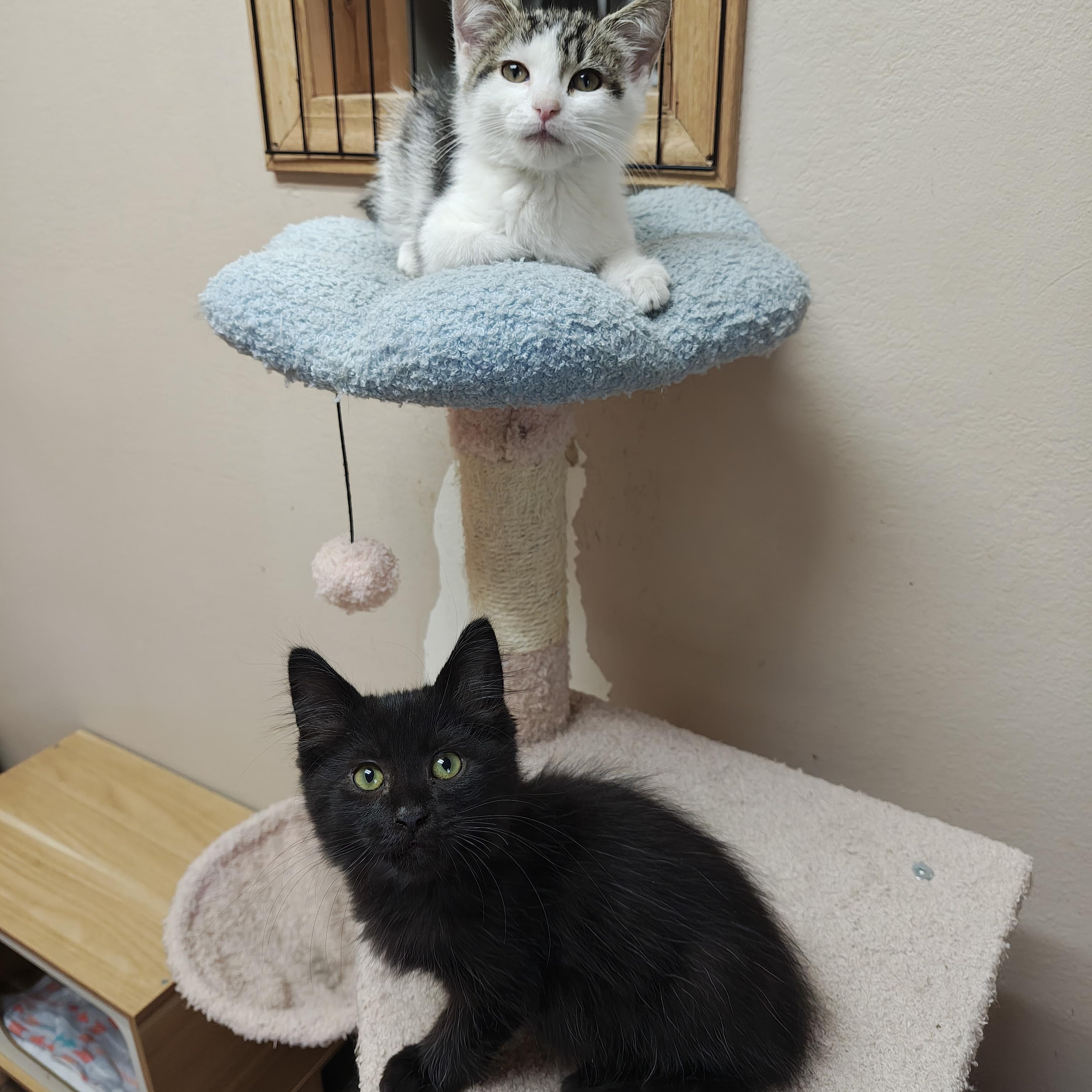 Enlarge Slate, a Adoptable Domestic Medium Hair in Oconto, WI image 4/4