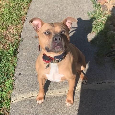 Enlarge Marsh, a Adoptable American Bully in Fayetteville, NC image 2/6
