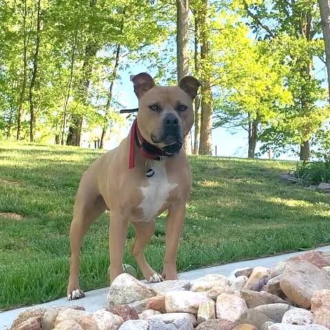 Marsh, Adoptable, Young Male American Bully.