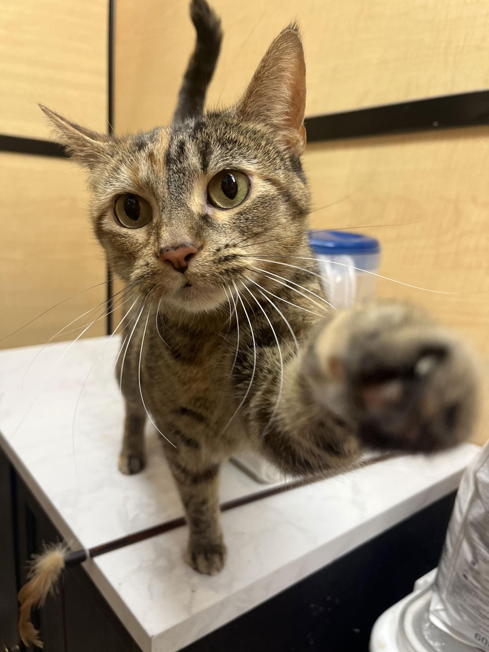 Torbitha, Adopted, Adult Female Domestic Short Hair.