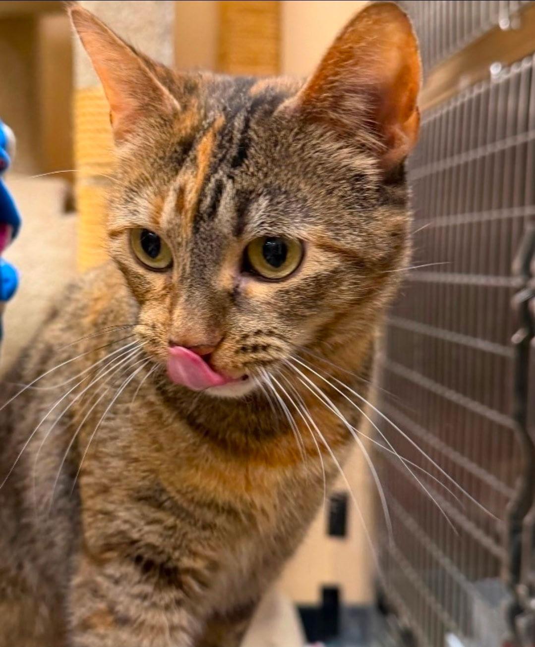 Torbitha, a Adopted Domestic Short Hair in Wheaton, IL image 2/3